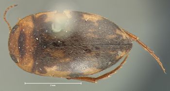 Media type: image;   Entomology 6011 Aspect: habitus dorsal view